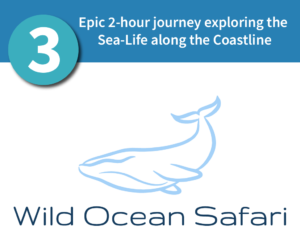 Wild Ocean Safari in San Diego